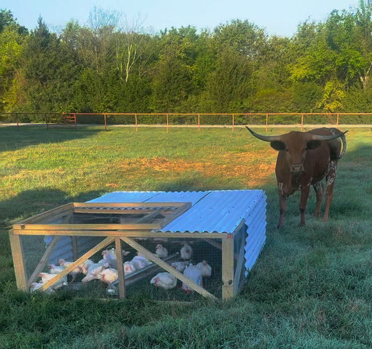 Happy Chickens in a "Chicken Tractor" - Mobile Coop - Out in a Cattle Pasture with a Cow Next to them